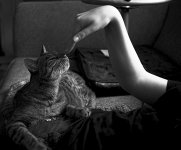 Ocicat Meditation.jpg