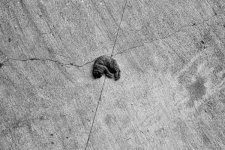 Cat-crossBW.jpg
