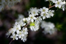 20120418-DSC02020-XL.jpg