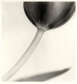 tulip_2.jpg