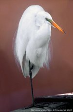 CRW_94611.jpg