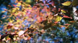 Dogwood 1.jpg