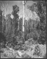 After Fires308 copy 2.jpg