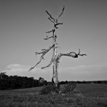 Horned Tree BW.jpg