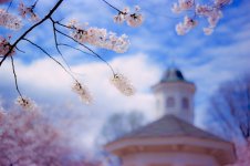 Summergrove Gazebo Bokeh 8x12 2015 rff.jpg