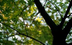 leaves 6.jpg
