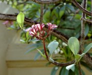 Frangipani 01 crop.jpg