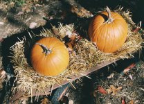 Punkins.jpg