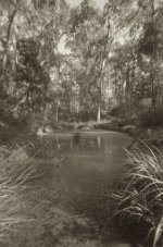 Forest Pool web126.jpg