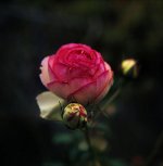 rose1w.jpg