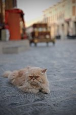 Cat500.jpg