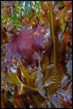 Quinault and Beach May 2011 099_Kelpine_Kaleidoscope_Web_RFF.jpg