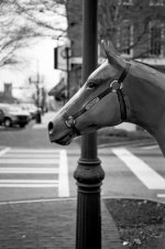 Newnan Courthouse Horse Art FM3a March 2015 rff.jpg