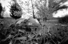 Amanita 2.jpg