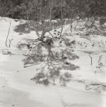Banksia Shadow copy.jpg