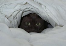 cat.jpg