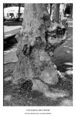 big_3_rolleis8002_1.jpg
