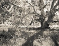 Red Gum contre jour 2 web copy.jpg