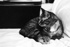 DK-Mimi-on-Couch-Su-08.jpg
