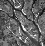 Branches copy.jpg