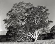 Brittle Gums Cooma copy.jpg