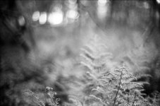 acros024.jpg