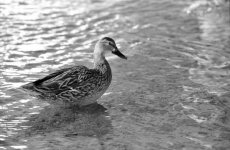 F5 Tmax 400 Micro x 8.jpg