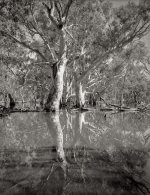 Flooded Red Gums copy.jpg