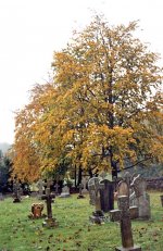 Churchyard.jpg