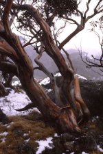 Snow Gum, Charlotte Pass copy.jpg