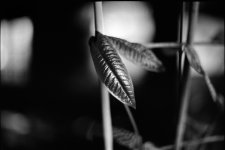 leaf_1.jpg
