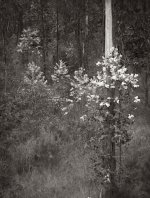 Young Growrh, Cann Valley copy.jpg