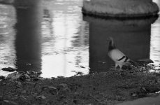 F5 Tmax 400 Micro x 9.jpg