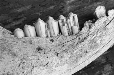 F5 Tmax 400 Micro x 1.jpg