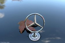 Autumn Leaf and The Star blog.jpg