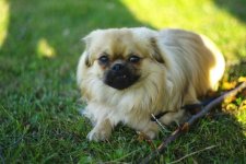 DogMin.jpg