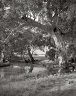 Old Red Gum, Longeranong copy.jpg