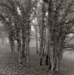 Oak Tree's in Fog IV.jpg