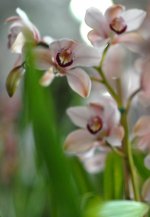 DSC_0037adj1.jpg