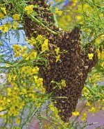 NATURE- Bee Swarm 4-20-12 .jpg