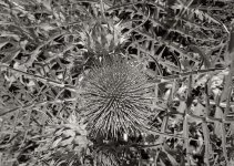 Scotch Thistle Takumar copy.jpg