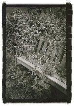 grown-over-bench (Medium).jpg
