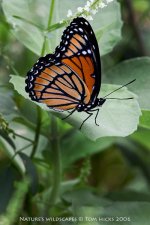 CRW_7457.jpg