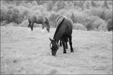 Horses.gif