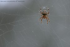 CRW_8484.jpg
