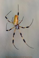 CRW_7776.jpg