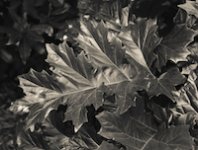 Resurrection Plant Lr copy.jpg