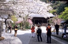 CherryBlossom2007-0118.jpg