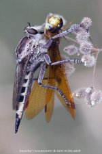 CRW_7386.jpg