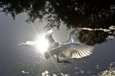 Egret in the Sun.jpg